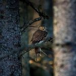 Eurasian pygmy owl (Glaucidium passerinum) perched on a tree branch in a forest setting during daylight.