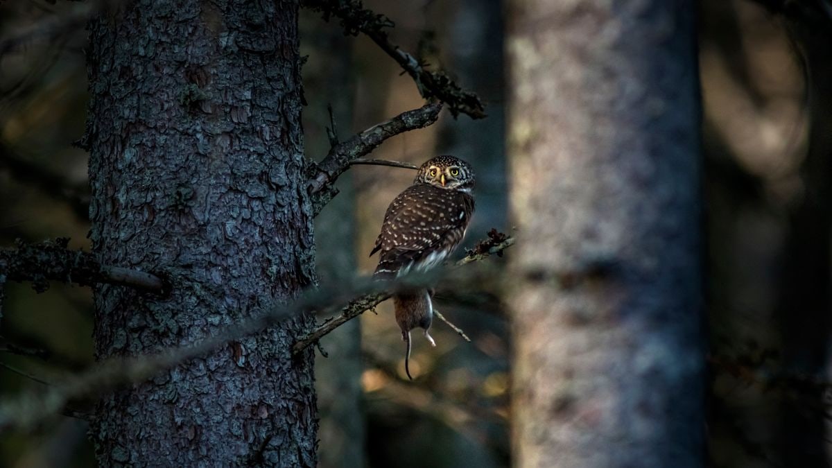 Kuidas luua tervislikke harjumusi